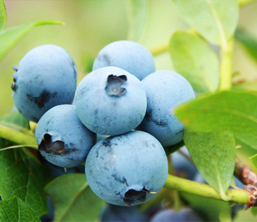 いっぽんの樹 Blueberry Owner もっと多くのこの素晴らしいブルーベリーの樹を育てたい私たちはそう考えています ブルーベリーファームは 独自のステビア農法と有機栽培によって 1100本もの有機認証を受けたブルーベリーの樹々が実る